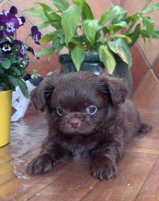 chihuahua