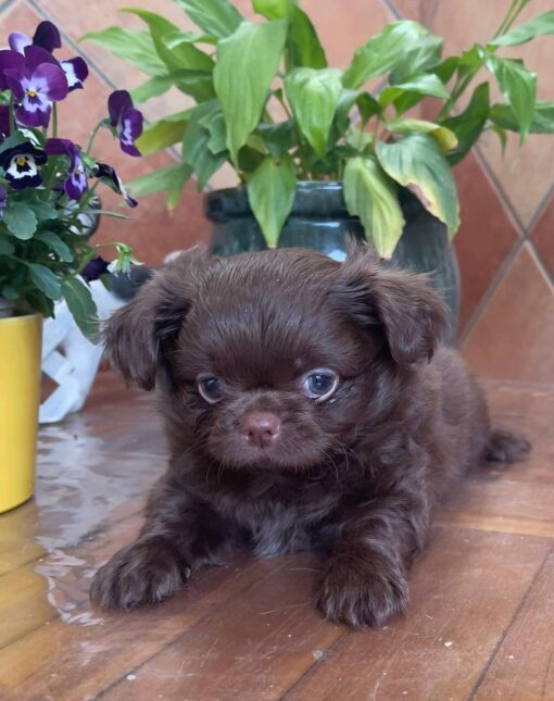 chihuahua