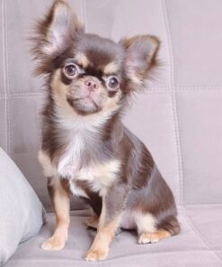 Chihuahua cachorro en venta