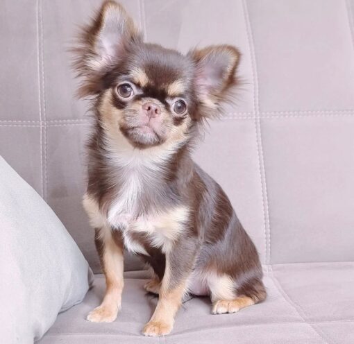 Chihuahua cachorro en venta