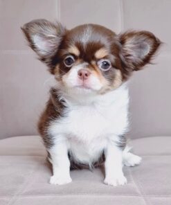 Comprar Chihuahua de pelo largo