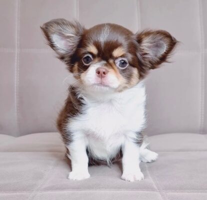Comprar Chihuahua de pelo largo