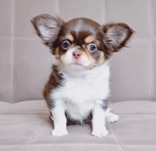 Comprar Chihuahua de pelo largo