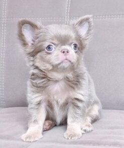 Chihuahua de pelo largo precio