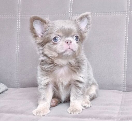 Chihuahua de pelo largo precio
