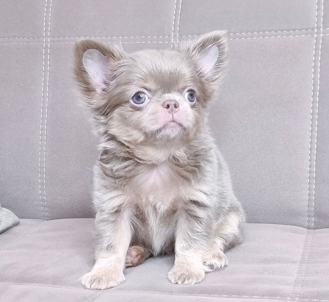 b644fb06-b501-457e-98d6-22fbeb36ab4b Chihuahua de pelo largo precio