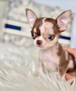 Chihuahua mini toy de pelo largo