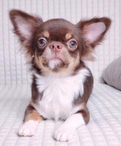 Criadero de Chihuahua de pelo largo