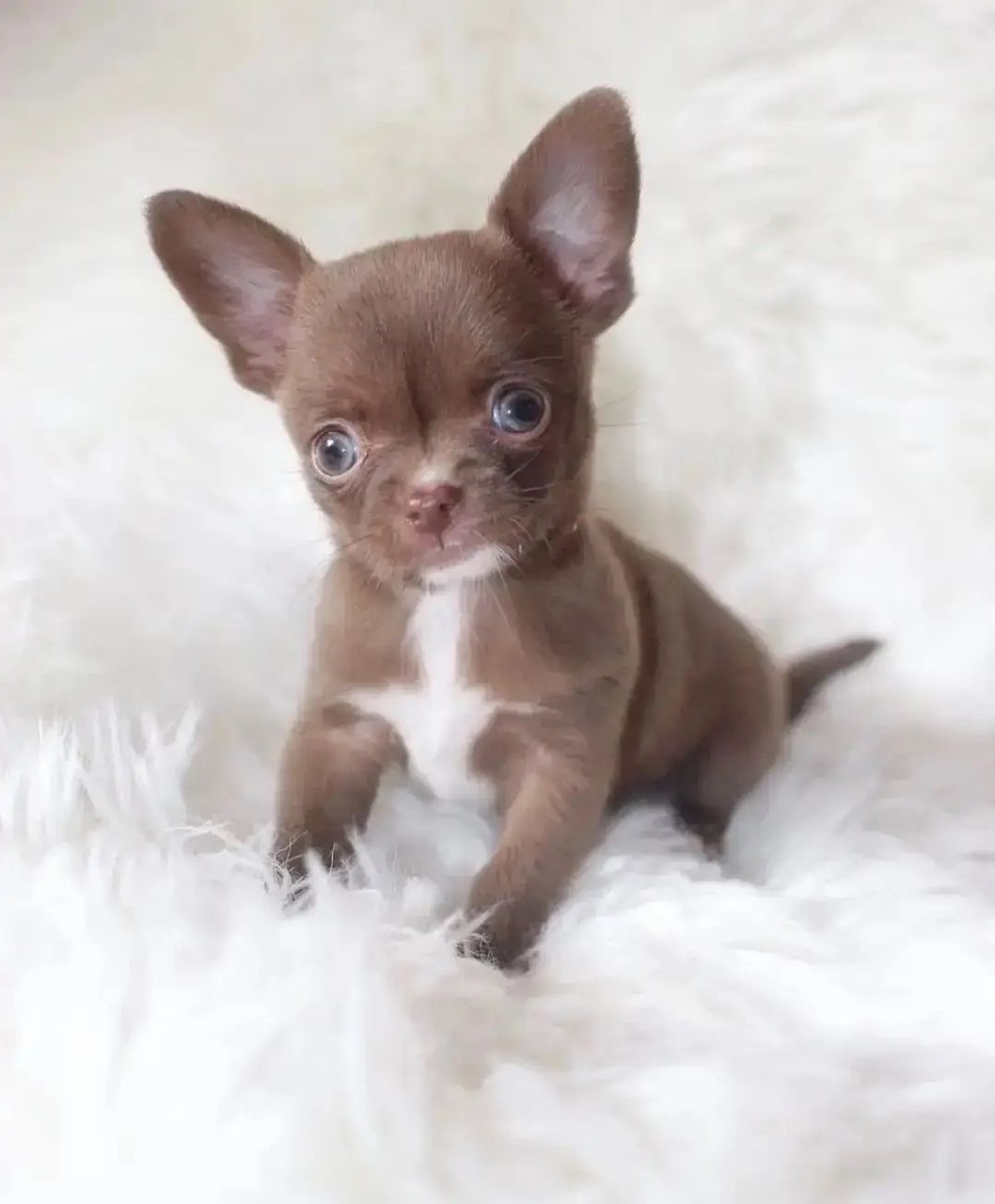 Cachorro Chihuahua de Pelo Largo Cachorro Chihuahua de Pelo Largo