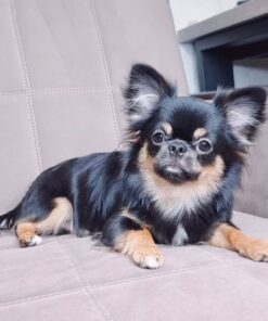 Chihuahua de pelo largo en venta