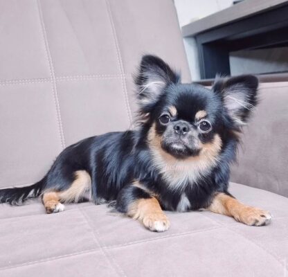 Chihuahua de pelo largo en venta