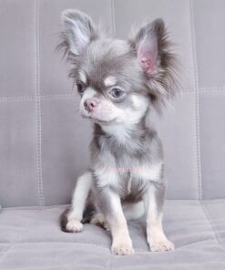 Precio del Chihuahua de pelo largo