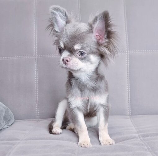 Precio del Chihuahua de pelo largo